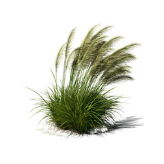 Pampas Grass in the Wind - Lush Green Foliage and Feathery Seed Heads