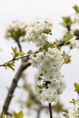 Fruit berry tree flower buds from close range