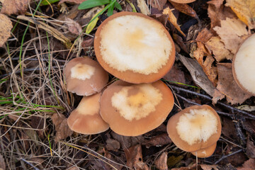 Kuehneromyces mutabilis (synonym: Pholiota mutabilis), commonly known as the sheathed woodtuft, is an edible mushroom that grows in clumps on tree