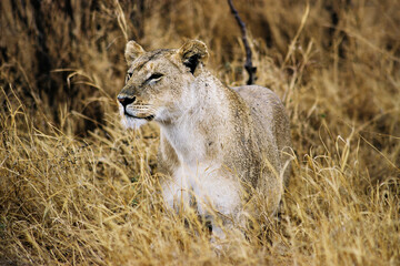A lioness in the tall grasses in the Serengeti national park in Tanzania.