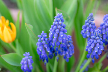 Armenian Viper Bow. Armenian mouse hyacinth. Muscari is Armenian. Muscari armeniacum. Bright blue...