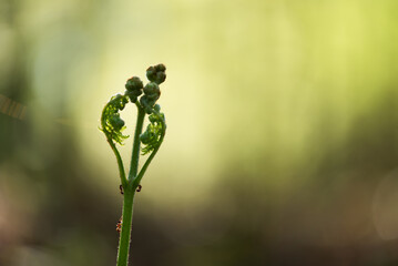 Młoda zielona paproć w wiosennym lesie