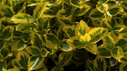 Natural background and green and yellow leaves