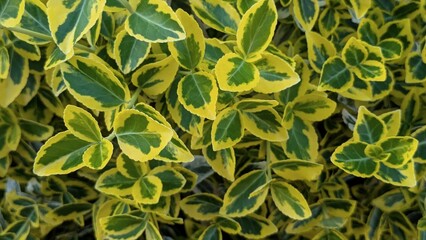 Natural background and green and yellow leaves