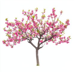 Obraz premium Tree with flowers and delicate petals on a pure white background.