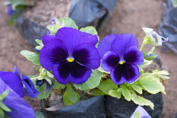 Spring flowers Viola in violet Black color - favorite ornamental plant flowering in the spring,...