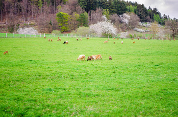 Sheep Grazing in Scenic Countryside Field Landscape