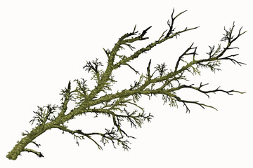 32 Mossy green lichen, intricate branching structure, organic texture, natural botanical specimen, macro photography, isolated on white background, high detail, earthy tones, forest floor flora, delic
