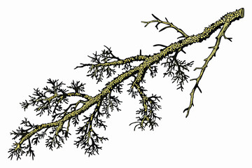 32 Mossy green lichen, intricate branching structure, organic texture, natural botanical specimen, macro photography, isolated on white background, high detail, earthy tones, forest floor flora, delic