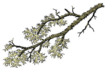 32 Mossy green lichen, intricate branching structure, organic texture, natural botanical specimen, macro photography, isolated on white background, high detail, earthy tones, forest floor flora, delic