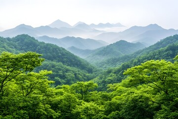 Obraz premium Lush green forest with misty mountains in the distance