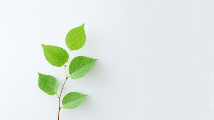 capture minimalistic image illustrating significance of world environment day focus on clean sapling or green leaf