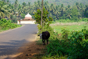 hindu temple and a cow at panchaya village