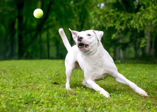 A playful mixed breed dog playing outdoors with a ball
