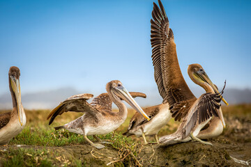 pelicans