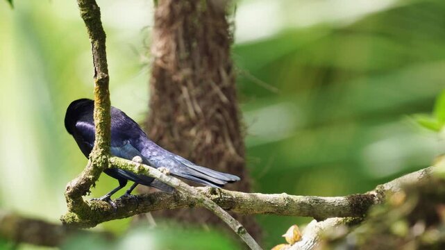 Male shiny cowbird (Molothrus bonariensis) behind oropendola nest &ndash; brood parasitism behavior_Chamon parasito detras nido de oropendola_tordo renegrido_mirlo_tordo comun_moraju_mulata_chupin
