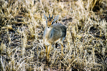 A small antelope called a dik-dik in the Serengeti national park in Tanzania.