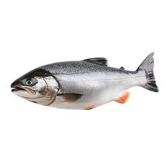 Obraz premium Freshwater Trout: A detailed image captures a vibrant trout. Presenting a study of aquatic beauty, the fish exhibits details of its fins, scales and body structure.