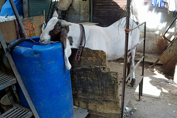 housing area at the dharavi slum in mumbai, india