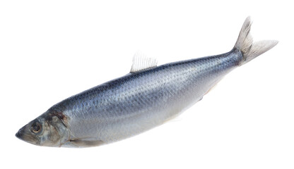 One whole delicious herring isolated on white