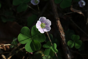 Common wood sorrel in April