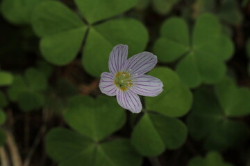 Common wood sorrel in April