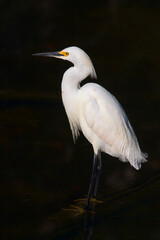 Snowy egret in Big Cypress National Preserve. Florida. USA