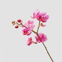 Pink orchid flower blossom close up on white background