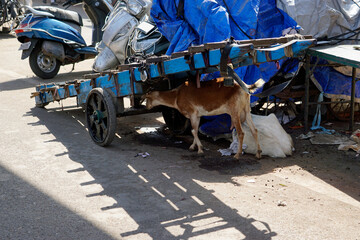 Cow in the business area at the dharavi slum in mumbai, india