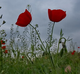 Obraz premium Bishkek, Kyrgyzstan. Blooming red poppies on the side of a busy motorway in the suburbs of the capital.