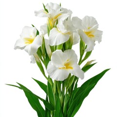 Fototapeta premium Elegant White Gladiolus Bloom Display Radiating Beauty and Freshness in Floral Composition