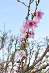 Beautiful Pink Peach Blossoms in a Garden, Pink Peach Flowers Blooming on Peach Tree, Beautiful peach flowers close up - as background, Flowering branch of fruit flower closeup