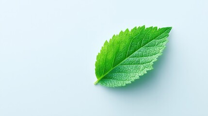 Fototapeta premium minimalistic image capturing essence of world environment day featuring single green leaf on pristine white background
