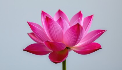 Obraz premium Beautiful Pink Lotus Flower in Bloom Against a Soft Background