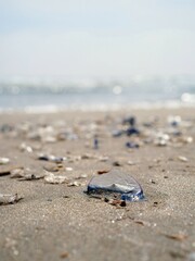 Medusas velero sobre la arena de la playa con el mas mediterraneo de fondo