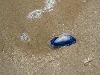 Detalle de medusa velero (velella) en la arena