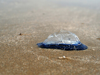 Detalle de medusa velero (velella) en la arena