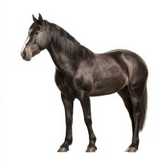 Fototapeta premium Dark horse standing sideways on white background