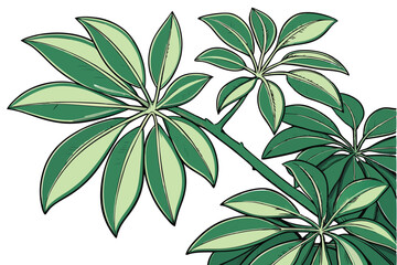 40 Green foliage, clustered leaves, oval-shaped leaflets, tropical plant, vibrant green, botanical specimen, top-down view, natural texture, fresh greenery, glossy leaves, organic pattern, houseplant 