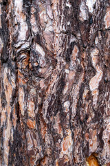 The bark of a tree is brown and has a rough texture