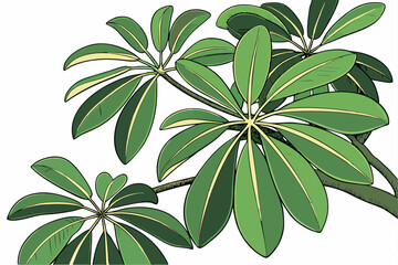 40 Green foliage, clustered leaves, oval-shaped leaflets, tropical plant, vibrant green, botanical specimen, top-down view, natural texture, fresh greenery, glossy leaves, organic pattern, houseplant 