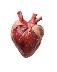 Raw animal heart isolated on black background anatomical study