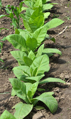 Tobacco growing on plantations