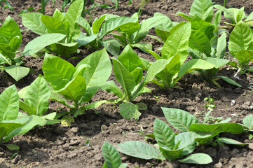Tobacco growing on plantations