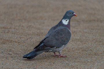 Young pigeon on sand ground in spring morning in spa town