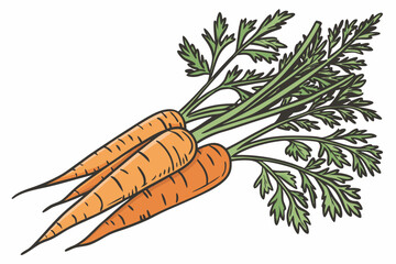 42 Fresh carrots, vibrant green tops, organic produce, whole vegetables, orange roots, farm-to-table, crisp texture, natural food photography, white background, clean composition, healthy eating, gard