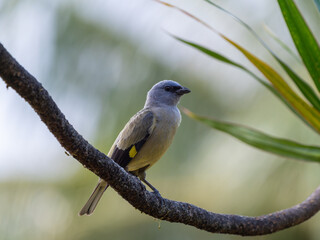 Gelbflügeltangare, Birds of Costa Rica