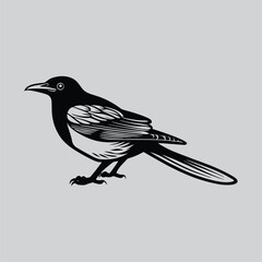 Magpie bird a silhouette