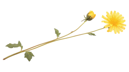 Fresh Yellow Dandelion Flower Isolated on White Background