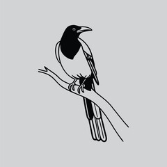 Magpie sitting here